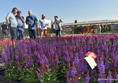 Bezoekers bekijken het assortiment salvia's van Florensis.